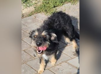 ISIS - Gerettet aus Horror Tötung Slatina, 2022