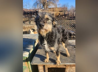 ISIS - Gerettet aus Horror Tötung Slatina, 2022