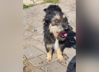 ISIS - Gerettet aus Horror Tötung Slatina, 2022