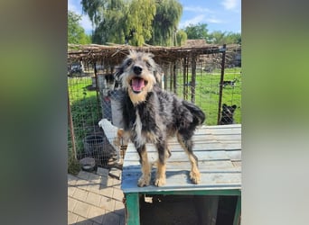 ISIS - Gerettet aus Horror Tötung Slatina, 2022