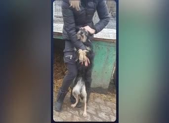 ISIS - Gerettet aus Horror Tötung Slatina, 2022