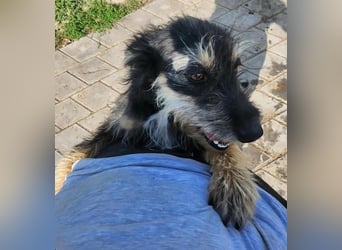 ISIS - Gerettet aus Horror Tötung Slatina, 2022