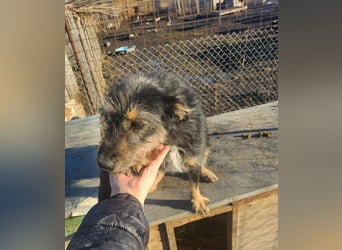 ISIS - Gerettet aus Horror Tötung Slatina, 2022