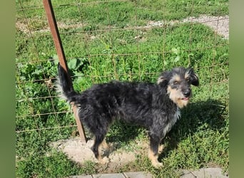 ISIS - Gerettet aus Horror Tötung Slatina, 2022