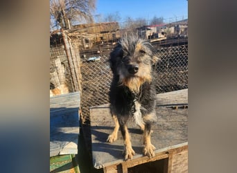 ISIS - Gerettet aus Horror Tötung Slatina, 2022