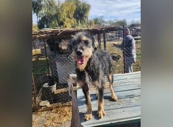 ISIS - Gerettet aus Horror Tötung Slatina, 2022