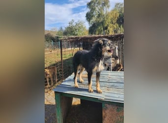 ISIS - Gerettet aus Horror Tötung Slatina, 2022