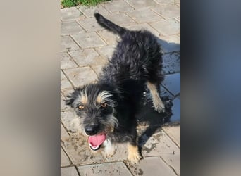 ISIS - Gerettet aus Horror Tötung Slatina, 2022