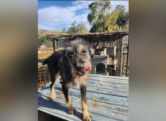 ISIS - Gerettet aus Horror Tötung Slatina, 2022