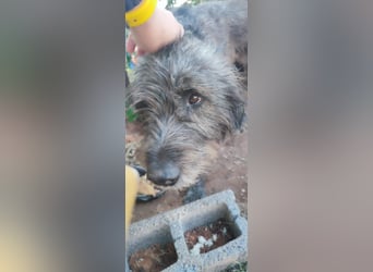 Hund Rüde Tierschutz Griffon Bundesweite Vermittlung