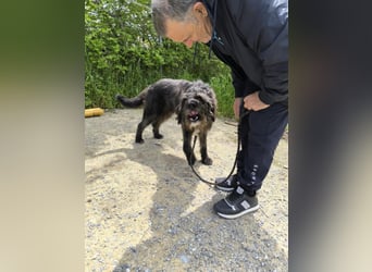 Hund Rüde Tierschutz Griffon Bundesweite Vermittlung