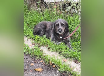 Hund Rüde Tierschutz Griffon Bundesweite Vermittlung