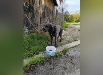 Hund Rüde Tierschutz Griffon Bundesweite Vermittlung