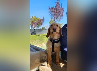 MAJA ❤️ Griffon Fauve de Bretagne, Pflegefamilie Kevelaer