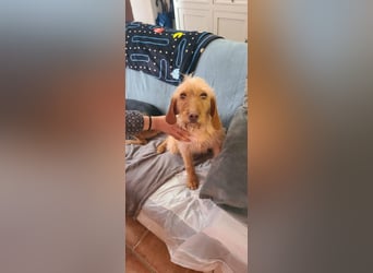 MAJA ❤️ Griffon Fauve de Bretagne, Pflegefamilie Kevelaer