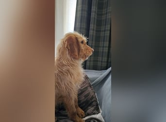 MAJA ❤️ Griffon Fauve de Bretagne, Pflegefamilie Kevelaer
