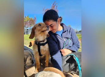 MAJA ❤️ Griffon Fauve de Bretagne, Pflegefamilie Kevelaer