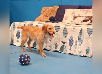 MAJA ❤️ Griffon Fauve de Bretagne, Pflegefamilie Kevelaer