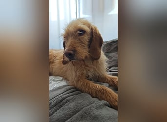 MAJA ❤️ Griffon Fauve de Bretagne, Pflegefamilie Kevelaer