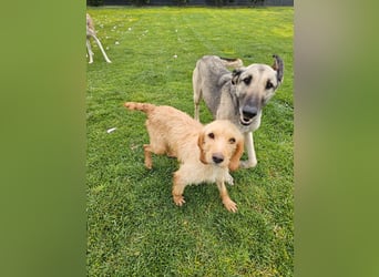 MAJA ❤️ Griffon Fauve de Bretagne, Pflegefamilie Kevelaer