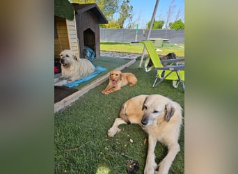 MAJA ❤️ Griffon Fauve de Bretagne, Pflegefamilie Kevelaer