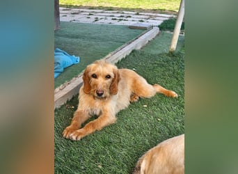 MAJA ❤️ Griffon Fauve de Bretagne, Pflegefamilie Kevelaer