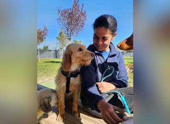 MAJA ❤️ Griffon Fauve de Bretagne, Pflegefamilie Kevelaer