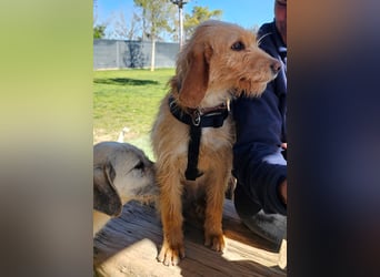 MAJA ❤️ Griffon Fauve de Bretagne, Pflegefamilie Kevelaer