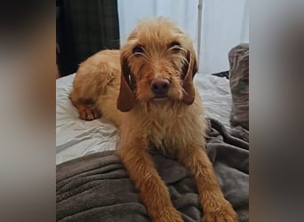 MAJA ❤️ Griffon Fauve de Bretagne, Pflegefamilie Kevelaer