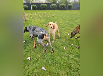 MAJA ❤️ Griffon Fauve de Bretagne, Pflegefamilie Kevelaer