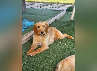 MAJA ❤️ Griffon Fauve de Bretagne, Pflegefamilie Kevelaer