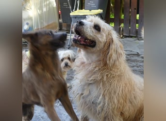 Beppe - Menschenfreund und liebevoller Hundeonkel, taugt nicht als Alarmanlage
