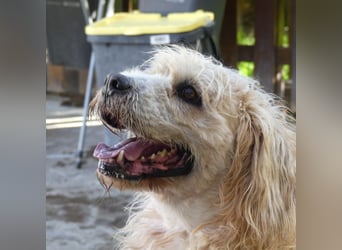 Beppe - Menschenfreund und liebevoller Hundeonkel, taugt nicht als Alarmanlage