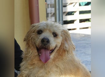 Beppe - Menschenfreund und liebevoller Hundeonkel, taugt nicht als Alarmanlage