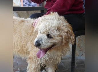 Beppe - Menschenfreund und liebevoller Hundeonkel, taugt nicht als Alarmanlage