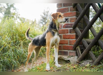 Ronja - in 15370 Fredersdorf