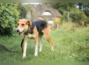 Ronja - in 15370 Fredersdorf