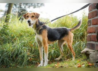 Ronja - in 15370 Fredersdorf
