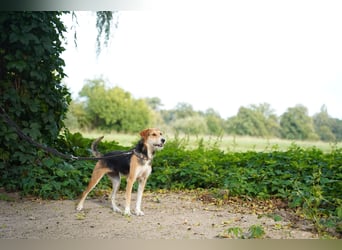 Ronja - in 15370 Fredersdorf