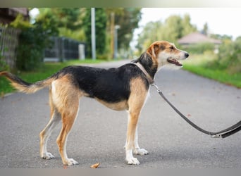 Ronja - in 15370 Fredersdorf