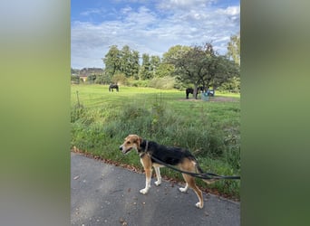 Ronja - in 15370 Fredersdorf