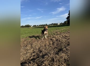 Ronja - in 15370 Fredersdorf