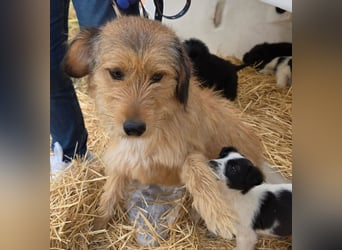 Hund Rüde Rauhaar Tierschutz Bundesweite Vermittlung