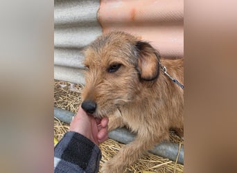 Hund Rüde Rauhaar Tierschutz Bundesweite Vermittlung