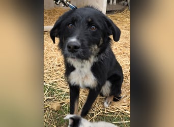 Hund Hündin Tierschutz Rauhaar Bundesweite Vermittlung