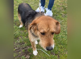 Hund Rüde Tierschutz Rauhaar Bundesweite Vermittlung