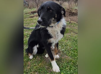 Hund Hündin Tierschutz Rauhaar Bundesweite Vermittlung