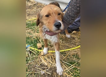 Hund Rüde Tierschutz Rauhaar Bundesweite Vermittlung