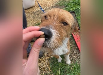 Hund Rüde Tierschutz Rauhaar Bundesweite Vermittlung