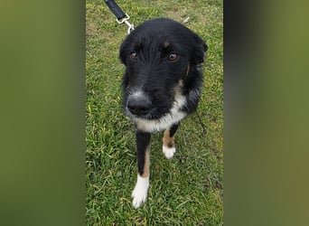 Hund Hündin Tierschutz Rauhaar Bundesweite Vermittlung